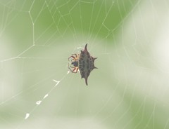 Gasteracantha thomasinsulae