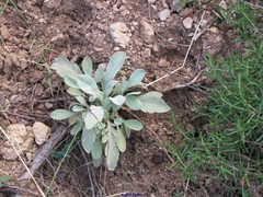 Centaurea jaennensis