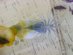 Dosima fascicularis