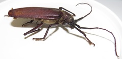 Macrotoma natala
