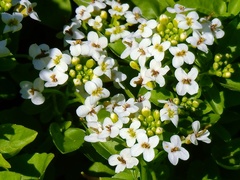 Nasturtium microphyllum