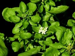 Nasturtium microphyllum