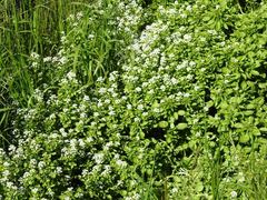 Nasturtium microphyllum