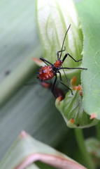 Leptoglossus gonagra