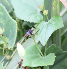 Leptoglossus gonagra