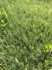 Bouteloua dactyloides