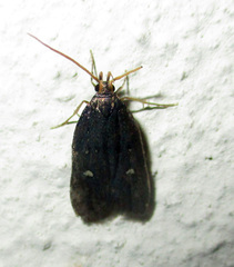 Athetis albirena