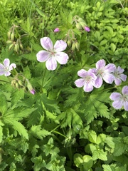 Geranium