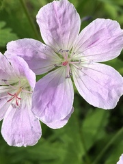 Geranium