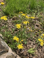 Senecio squalidus