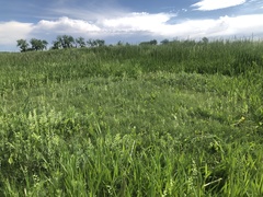 Bouteloua dactyloides