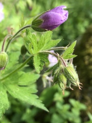 Geranium