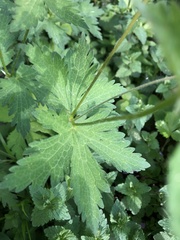 Geranium