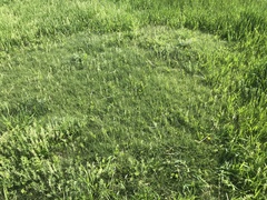 Bouteloua dactyloides