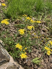 Senecio squalidus