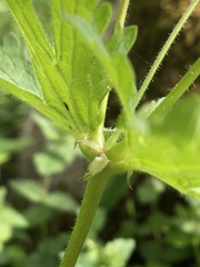 Geranium