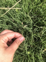 Bouteloua dactyloides