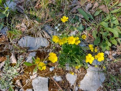 Potentilla ranunculoides