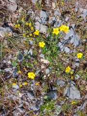 Potentilla ranunculoides