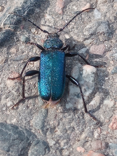 Violet tanbark beetle