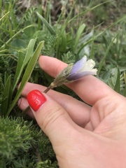 Pulsatilla violacea