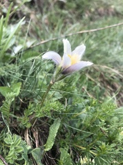 Pulsatilla violacea