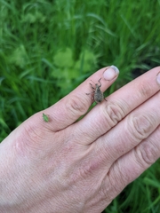 Liophloeus tessulatus