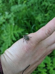 Liophloeus tessulatus