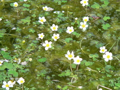 Ranunculus omiophyllus