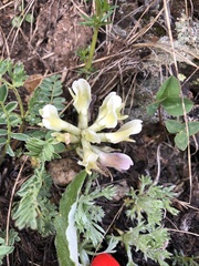 Astragalus fragrans