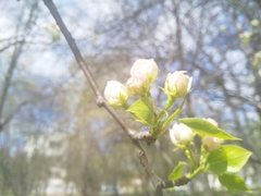 Pyrus ussuriensis