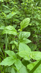 Magnoliopsida