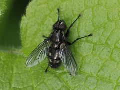 Rhinomorinia sarcophagina