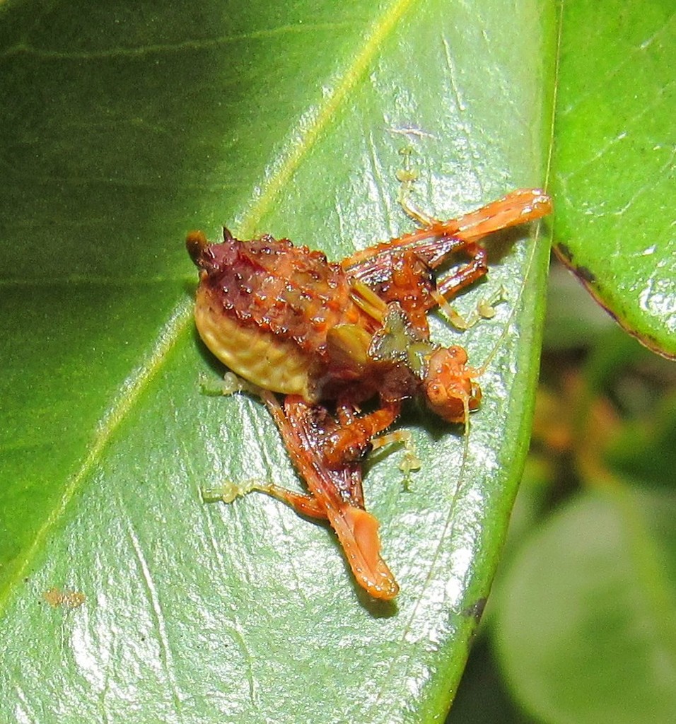 Pycnopalpa bicordata