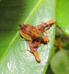 Pycnopalpa bicordata