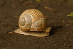 Helix pomatia