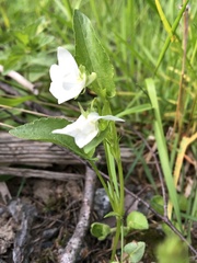 Viola