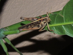 Cyrtacanthacris tatarica