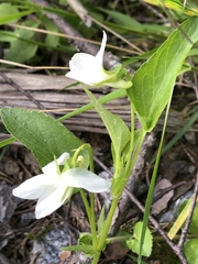 Viola