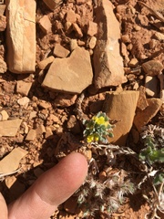 Physaria reediana