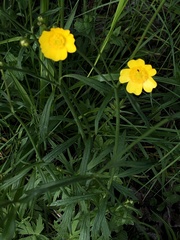 Ranunculus cassubicus