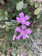 Phlox speciosa