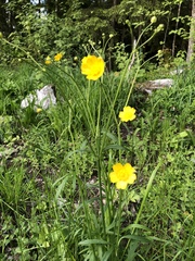 Ranunculus cassubicus