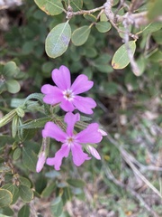 Phlox speciosa