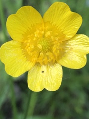 Ranunculus cassubicus