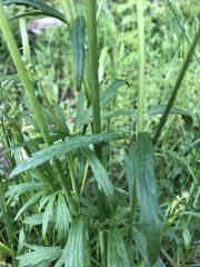 Ranunculus cassubicus