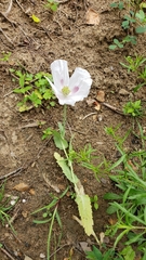 Papaver somniferum