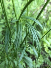Ranunculus cassubicus