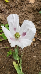 Papaver somniferum