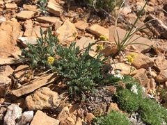 Cymopterus williamsii